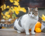 Кошки в Кувшиново: Чудесная Муся в заботливую семью, Бесплатно - фото 5