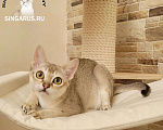 Кошки в Иваново: Сингапурские котята. У нас сейчас есть свободные котята Мальчик, 60 000 руб. - фото 4