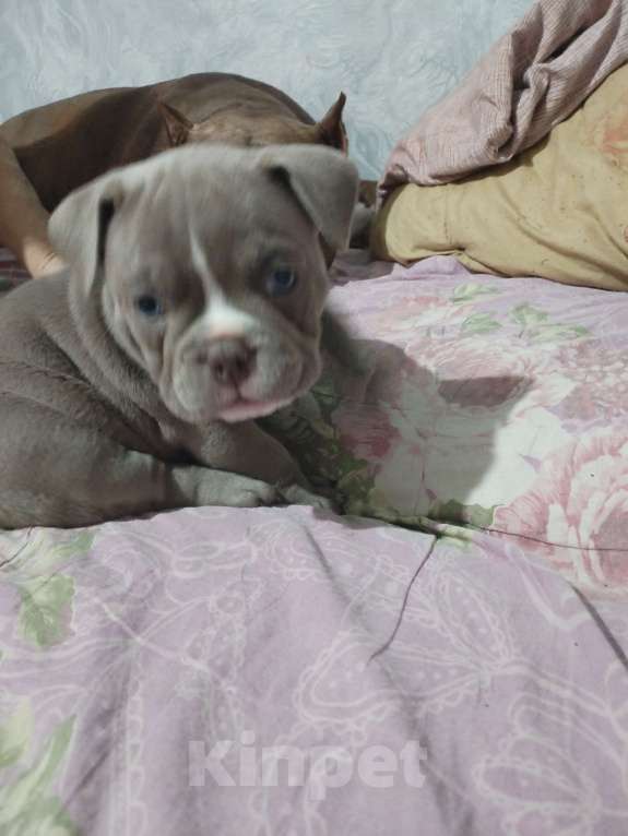 Собаки в других городах Ростовской области: Американский булли  Мальчик, 50 000 руб. - фото 2