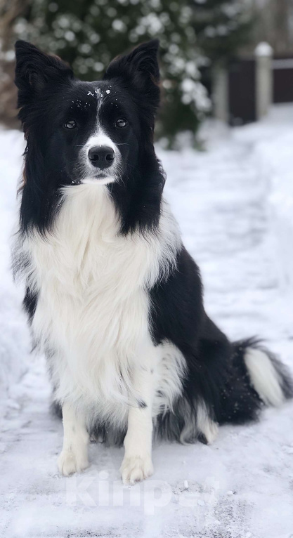 Собаки в Москве: Щенок Бордер колли девочка Девочка, 70 000 руб. - фото 6