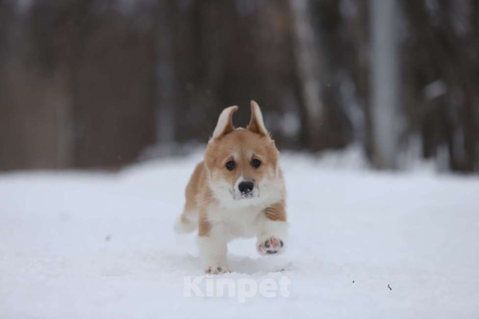 Собаки в Тюмени: Винтер Мистери Рублевский мажор Мальчик, 50 000 руб. - фото 5