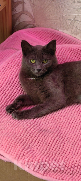 Кошки в Москве: Очаровательная кошколапочка!  Девочка, Бесплатно - фото 2