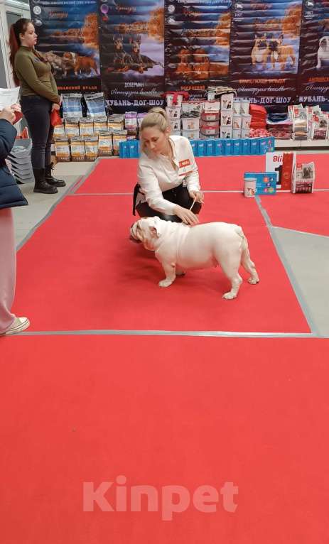 Собаки в Краснодаре: Английский бульдог, алиментная девочка Девочка, 100 000 руб. - фото 6