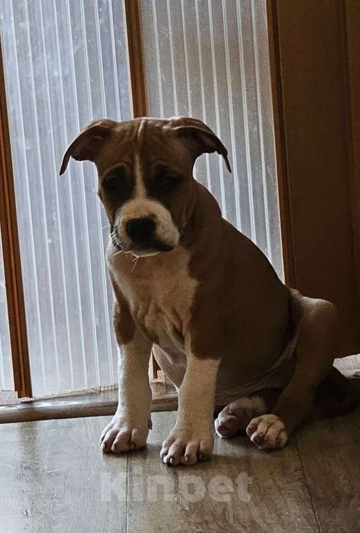 Собаки в Красногорске: Девочка  Девочка, 80 000 руб. - фото 1