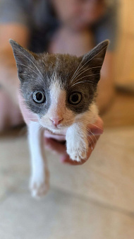 Котятки 2 месяца