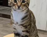 Кошки в Талдоме: Кот Бенгальский  Продам Мальчик, 10 000 руб. - фото 4