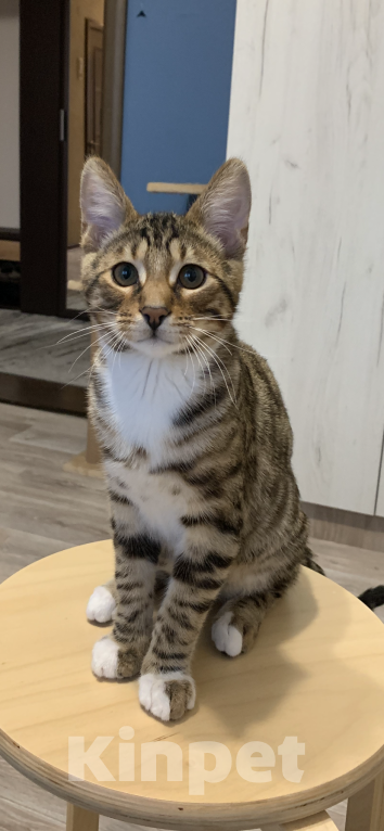 Кошки в Талдоме: Кот Бенгальский  Продам Мальчик, 10 000 руб. - фото 4