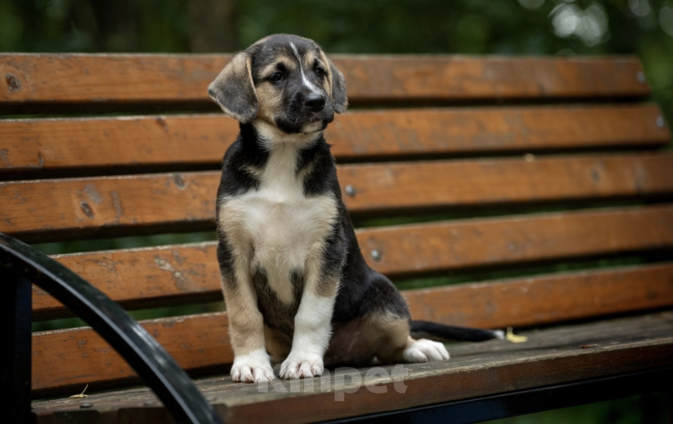 Собаки в Москве: Кнопа очень хочет домой! 🐶😍 Девочка, Бесплатно - фото 6