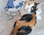 Кошки в Москве: Трехцветный котёнок в добрые руки  Девочка, Бесплатно - фото 4