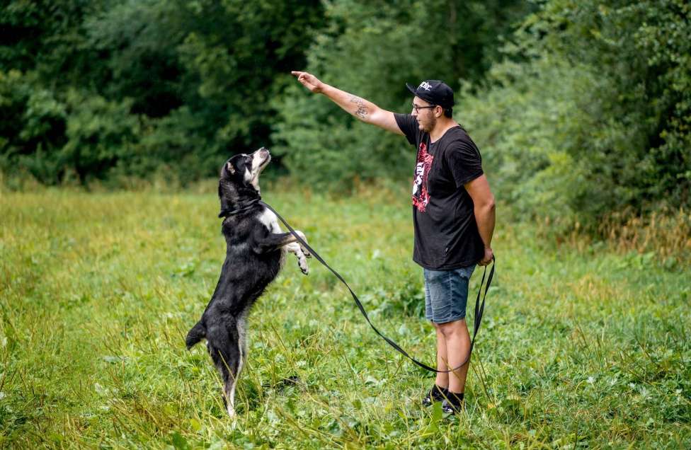 Собаки в Москве: Несси Девочка, Бесплатно - фото 4