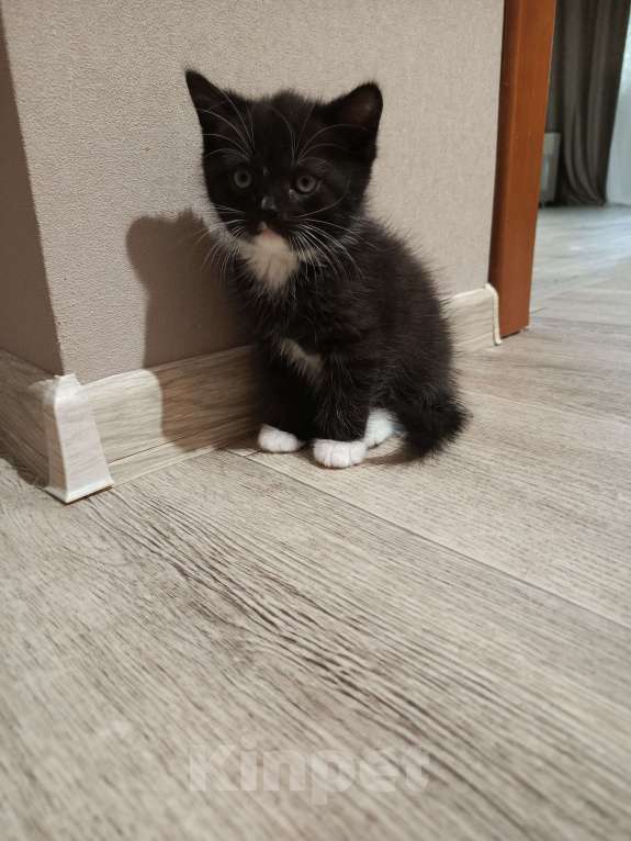 Кошки в Томске: Шотландский котёнок  Мальчик, Бесплатно - фото 4