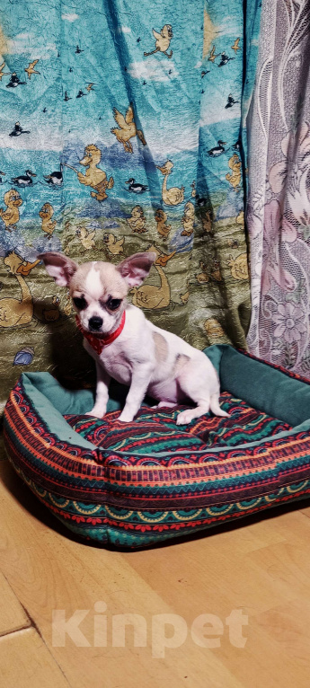 Собаки в Москве: Мальчик в горошек Мальчик, 32 000 руб. - фото 5