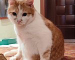 Кошки в Ярославле: Кот подросток в добрые руки Мальчик, Бесплатно - фото 2