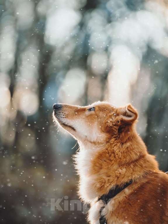 Собаки в Москве: Удивительный Яша ищет дом Мальчик, Бесплатно - фото 6