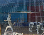 Собаки в Твери: Шикарные щенки Аляскинского маламута. Девочка, 10 000 руб. - фото 3