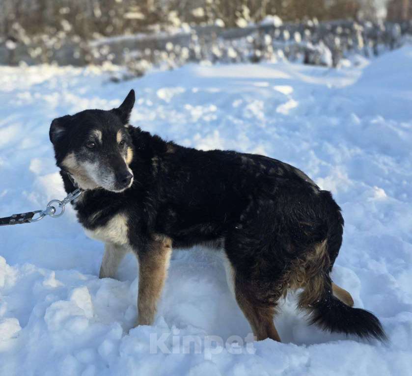 Собаки в Королеве: Нежная, трогательная Агата в поисках дома! Девочка, Бесплатно - фото 6