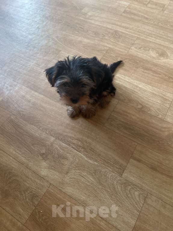 Собаки в Новосибирске: Продам девочку Йорка Девочка, 17 000 руб. - фото 3