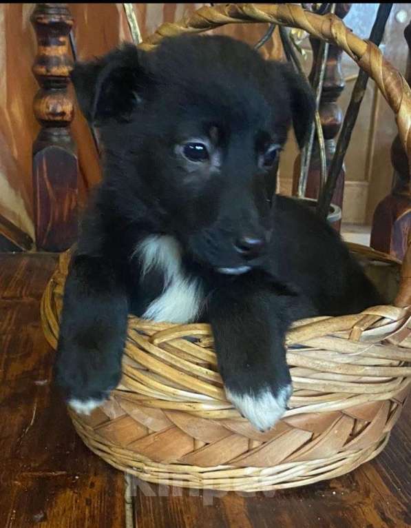 Собаки в Красногорске: Щенок Трюфель 2 месяца ищет дом Мальчик, Бесплатно - фото 1