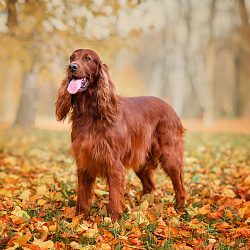 Ирландский красный сеттер
