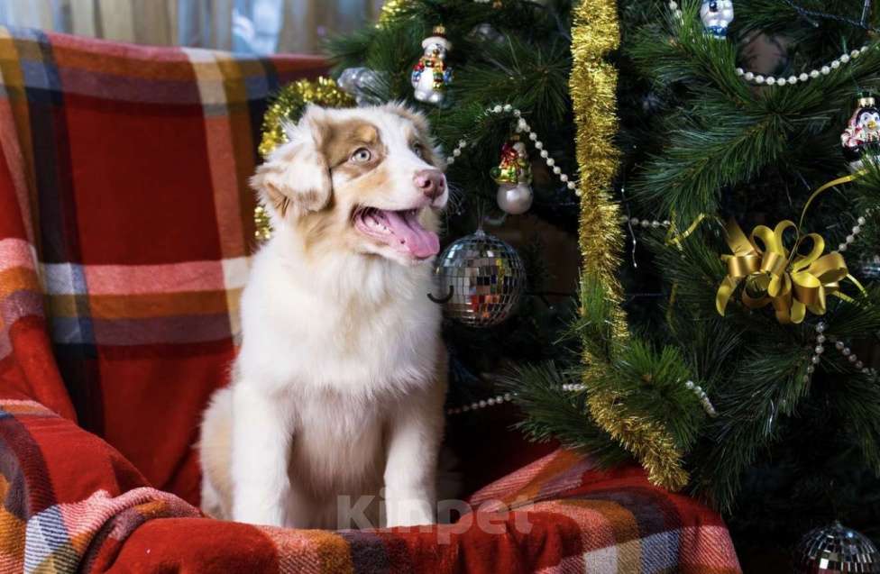 Собаки в Москве: Девочка щенок аусси Девочка, 130 000 руб. - фото 1