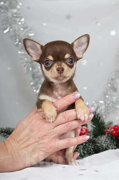 Собаки в Люберцах: Чихуахуа шоколадик Мальчик, 35 000 руб. - фото 4