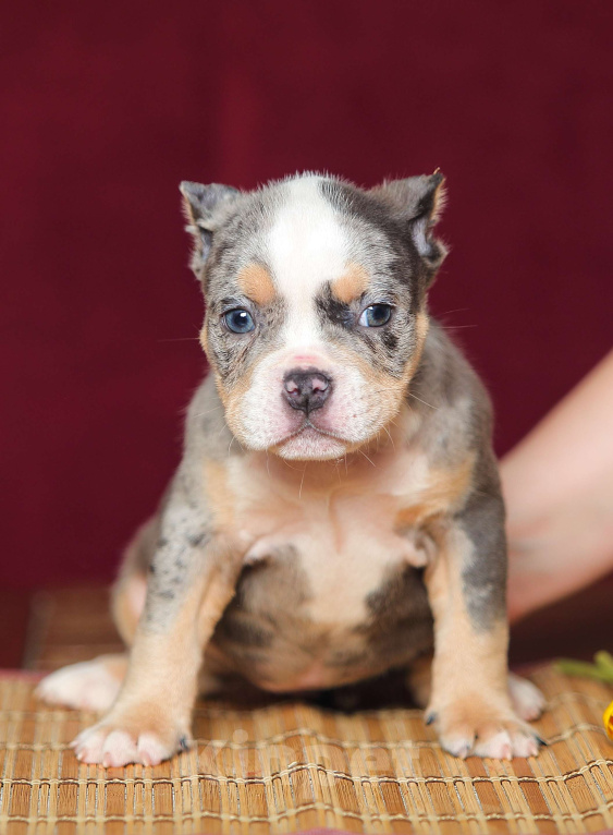 Собаки в Обнинске: Девочка булли голубой триколор мерле Девочка, 200 000 руб. - фото 2