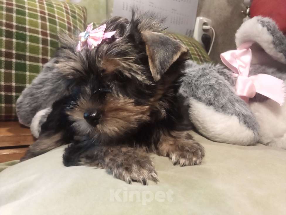 Собаки в Санкт-Петербурге: Щенки йоркширского терьера Девочка, 25 500 руб. - фото 2