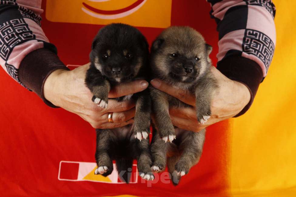 Собаки в других городах Ленинградской области: Великолепные щенки породы Сиба-ину Девочка, Бесплатно - фото 1