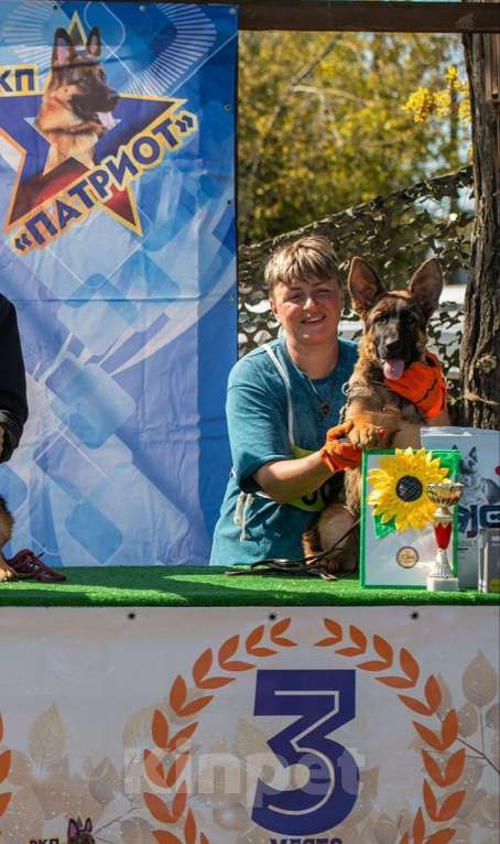 Собаки в Краснодаре: Немецкая овчарка, щенок Девочка, 55 000 руб. - фото 3