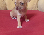 Собаки в Москве: Щенок чихуахуа  Мальчик, 20 000 руб. - фото 3