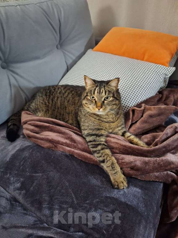 Кошки в Миассе: Пропал кот по кличке Рекс Мальчик, 10 000 руб. - фото 3