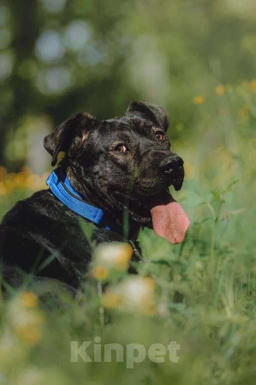 Собаки в Москве: Метис алано эспаньол Дони в добрые руки Мальчик, 1 руб. - фото 4