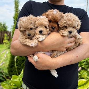 мальтипу ф1