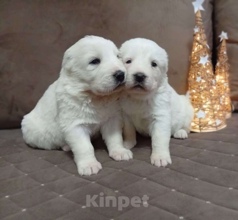 Собаки в Печоре: Щенки САО Девочка, 30 000 руб. - фото 1