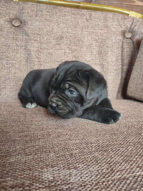 Собаки в других городах Крыма: Бронирование Кане Корсо Девочка, Бесплатно - фото 2