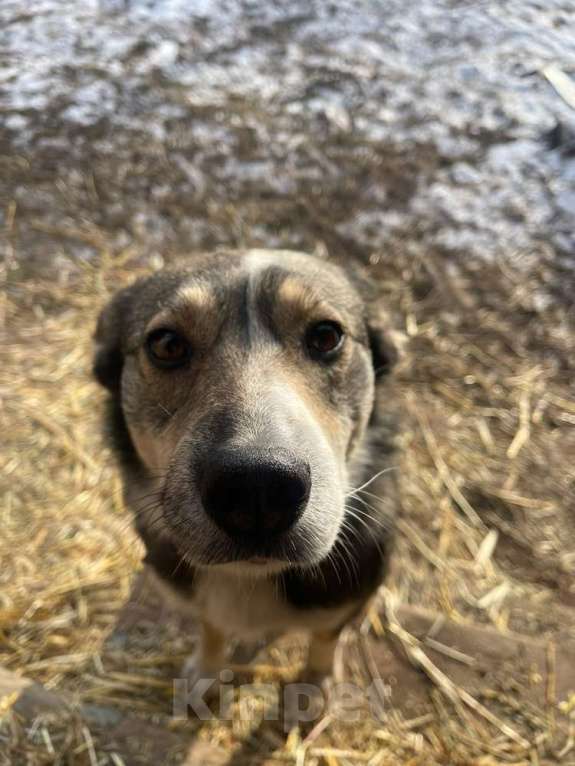 Собаки в Москве: Малышка Найда ищет дом Девочка, 1 руб. - фото 5