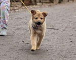 Собаки в Одинцово: Щенок девочка в добрые руки Девочка, Бесплатно - фото 4