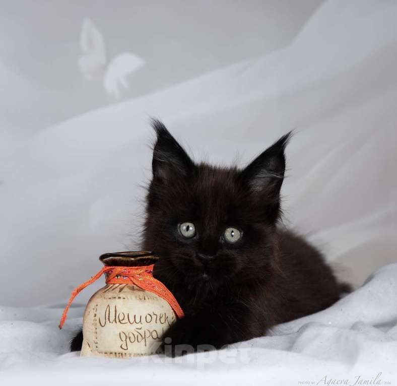 Кошки в Москве: Амиго - ваш лучший друг Мальчик, 150 000 руб. - фото 4