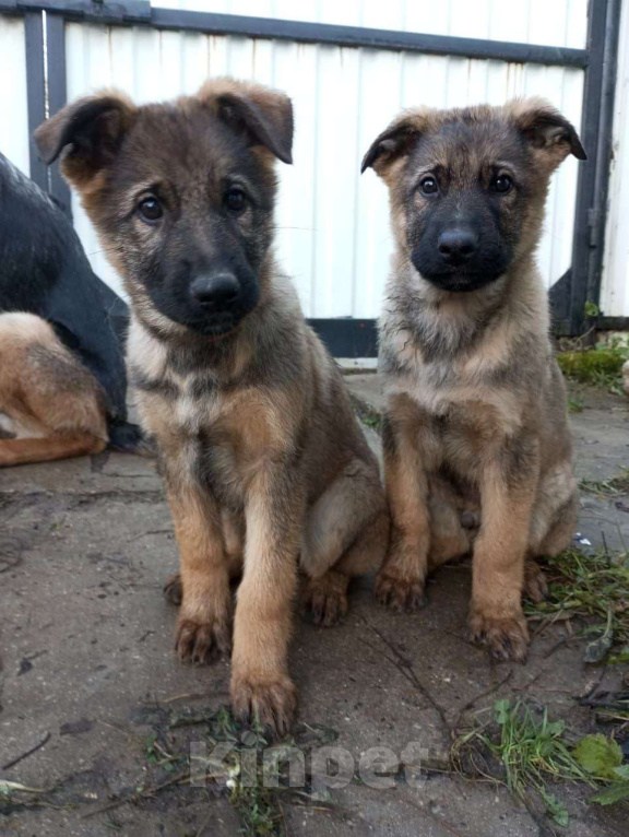 Собаки в Москве: Щенки немецкой овчарки, 3 месяца Девочка, 25 000 руб. - фото 4
