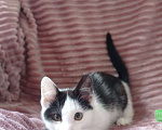 Кошки в Москве: котенок ищет дом Девочка, Бесплатно - фото 2