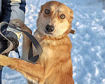 Собаки в Саратове: Море обаяния, молодой песик Рыжик в добрые руки Мальчик, 10 руб. - фото 6