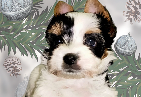 Очаровашка Сандра