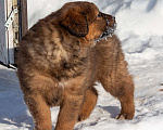 Собаки в Москве: Щенки Монгольского банхара Девочка, Бесплатно - фото 8