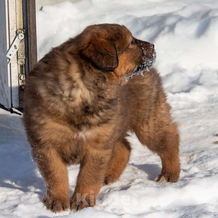 Собаки в Москве: Щенки Монгольского банхара Девочка, Бесплатно - фото 8