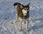Собаки в Красногорске: Мама Кира Девочка, Бесплатно - фото 5