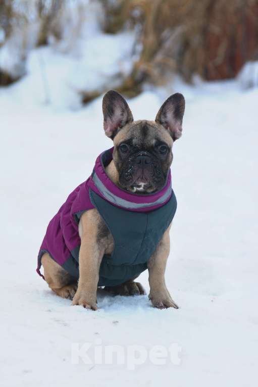 Собаки в Санкт-Петербурге: Породная, красивая сука Девочка, 50 000 руб. - фото 1
