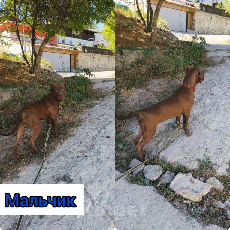 Собаки в Москве: Шикарные щенки американского питбультерьера Мальчик, 45 000 руб. - фото 5