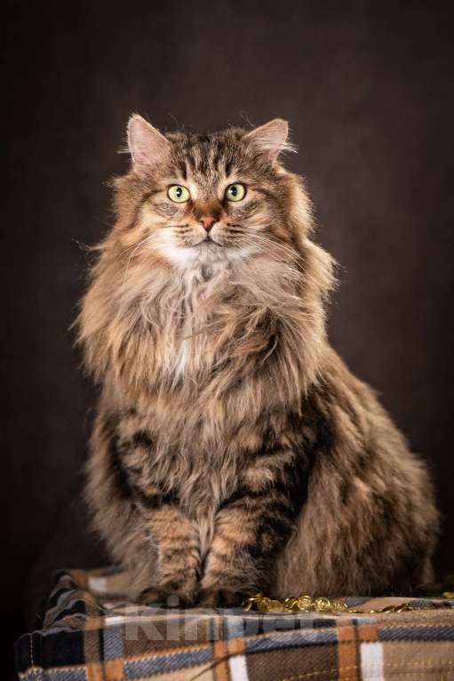 Кошки в Клине: Муфаса — благородный лев в облике кота Мальчик, Бесплатно - фото 8