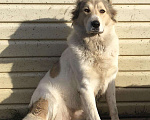 Собаки в Арамиле: Бесплатно в добрые руки, Бесплатно - фото 1