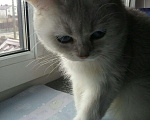 Кошки в Кингисеппе: Британский молодой кот, 35 000 руб. - фото 3